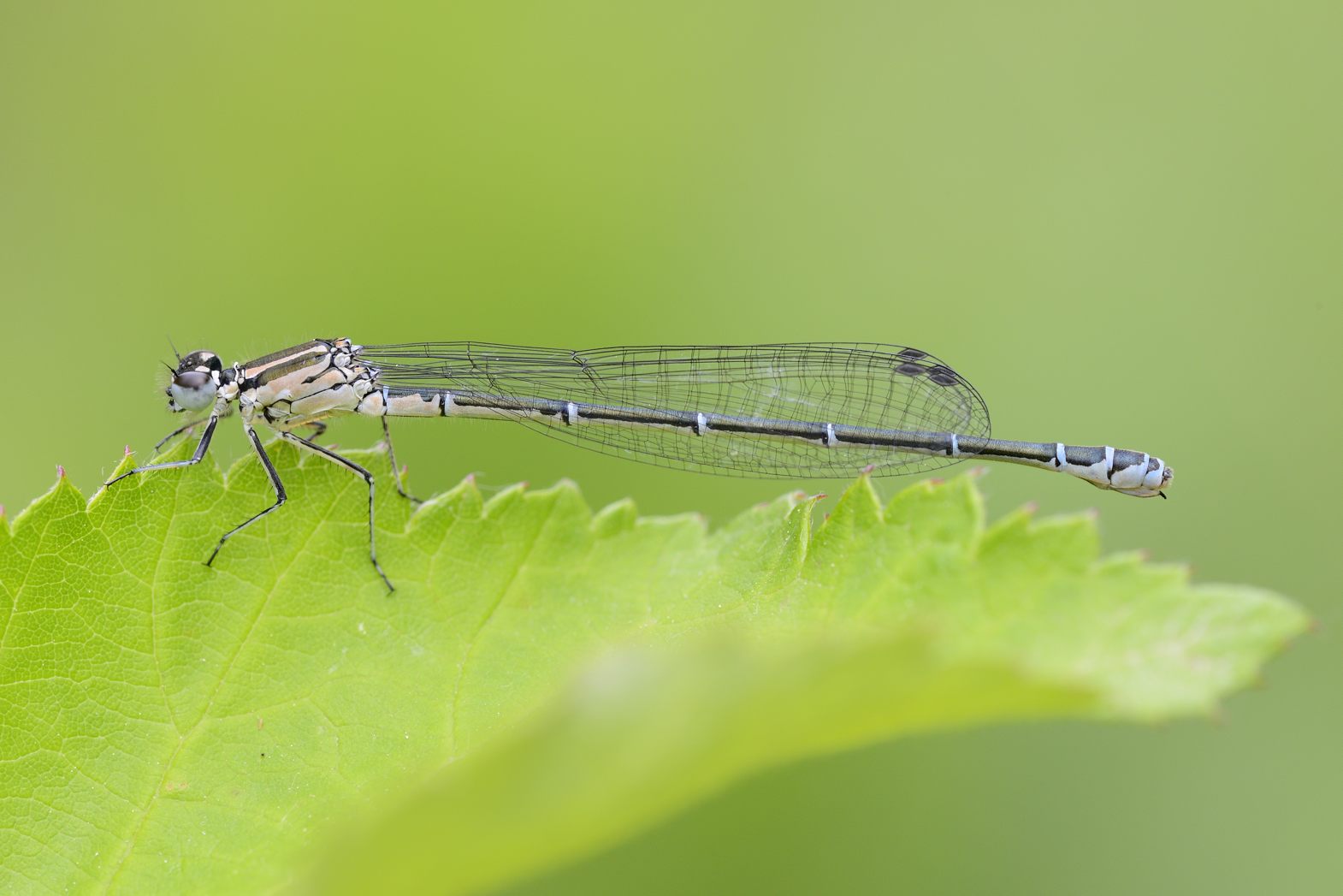 Immatura da ID:  Coenagrion puella